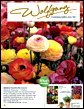 Spring Bulbs